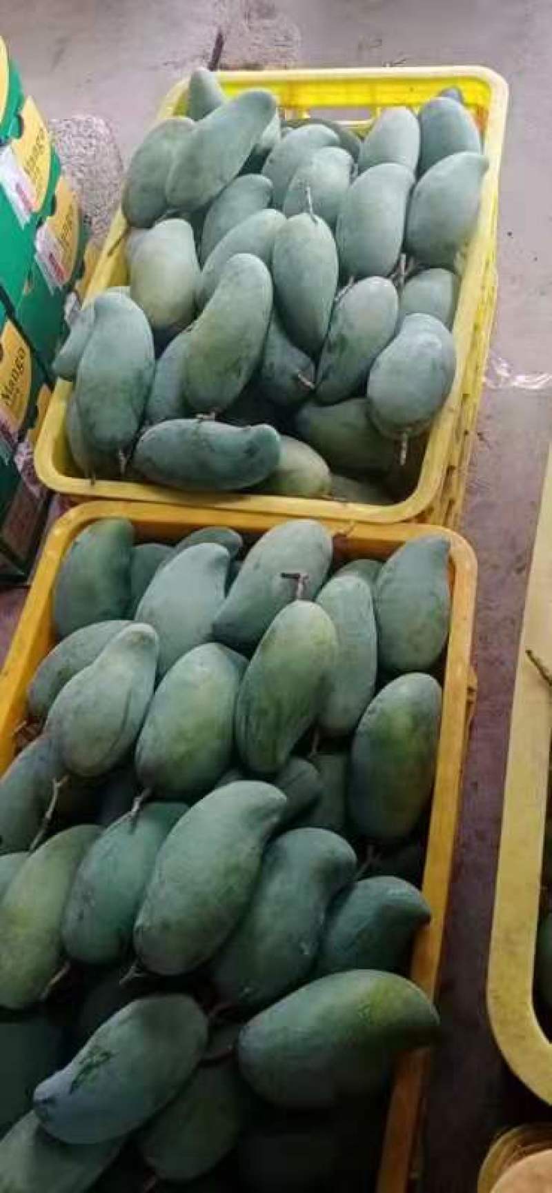 百色芒果之乡，桂七，大面积种植，一手货源，可视频看货，