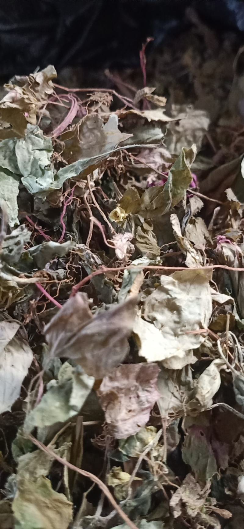 野生风柜斗草，风谷草，干货，（味道酸酸）
