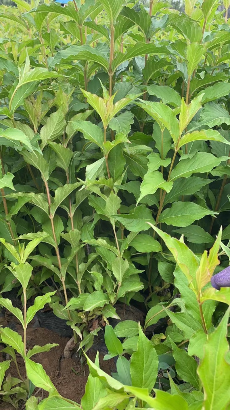 红王子锦带杯苗红王子容器苗红王子锦带花红王子
