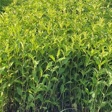 红王子锦带杯苗红王子容器苗红王子锦带花红王子