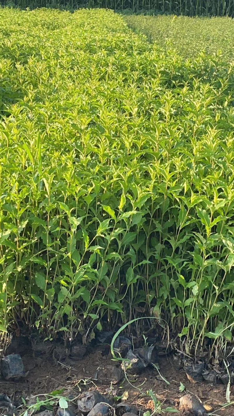 红王子锦带杯苗红王子容器苗红王子锦带花红王子
