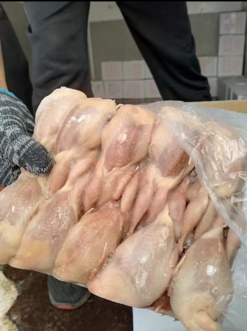 放血白条大鹌鹑大量批货源充足量大从优质量保证欢迎咨询