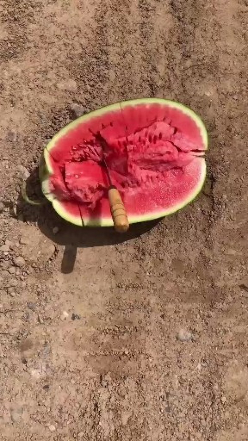 旱地硒砂瓜金花一号大量供货中