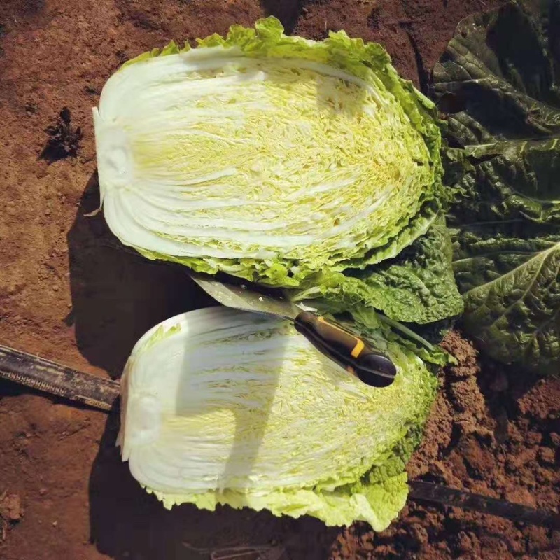 河南郑州大白菜种子秋雅菜型美观叶色较绿包心快中桩叠包