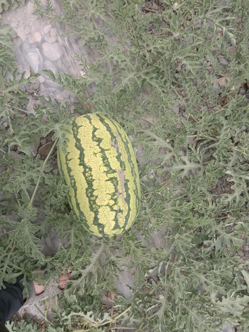 西瓜