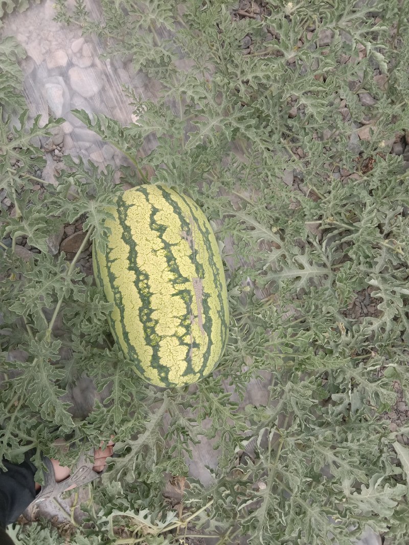 西瓜