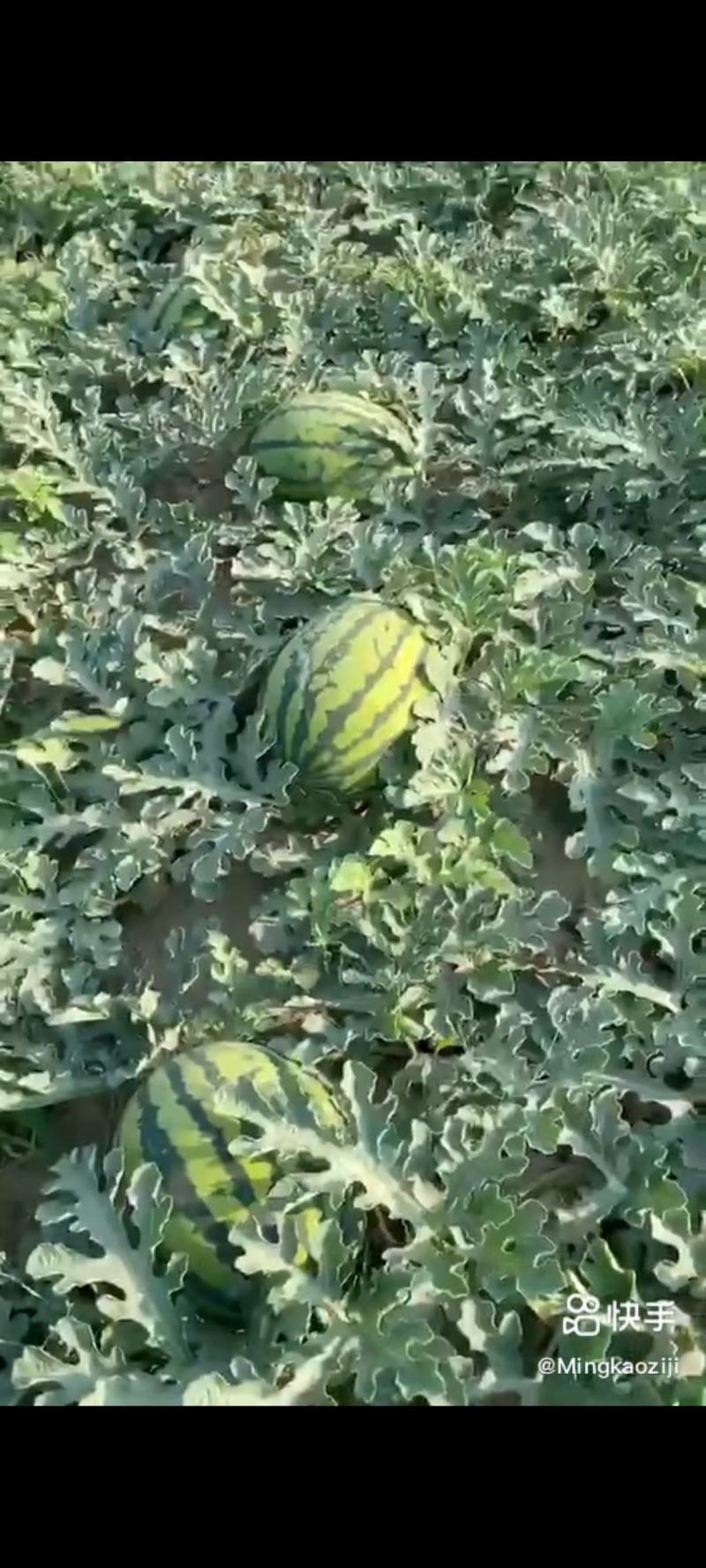 吉林西瓜成熟好甜度高全国发货专业代收