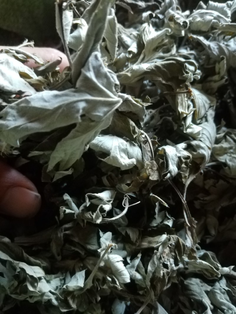 艾叶前期无枝干干度好无杂质疫情区域下单前请咨询物