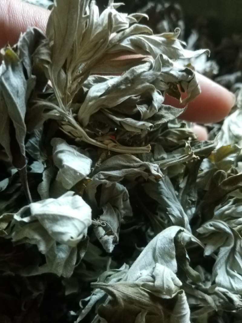 艾叶前期无枝干干度好无杂质疫情区域下单前请咨询物