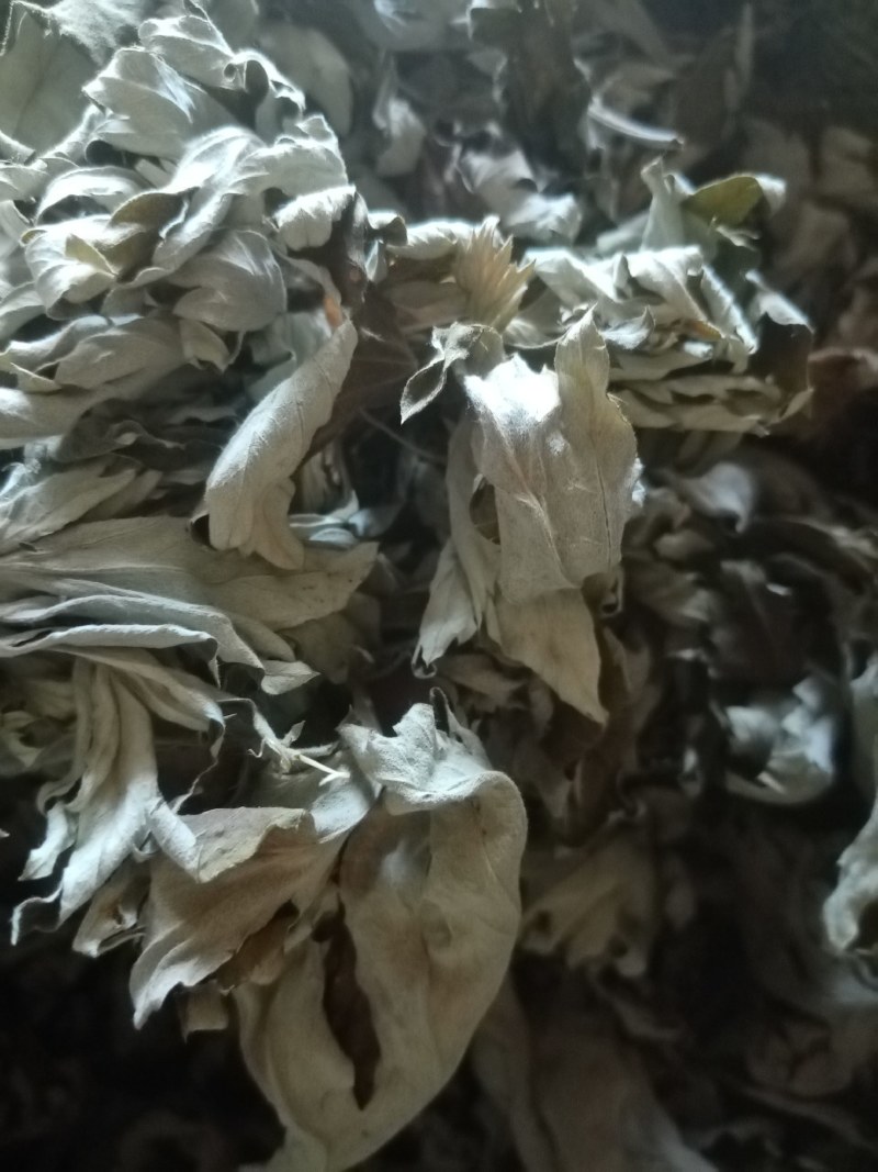 艾叶前期无枝干干度好无杂质疫情区域下单前请咨询物