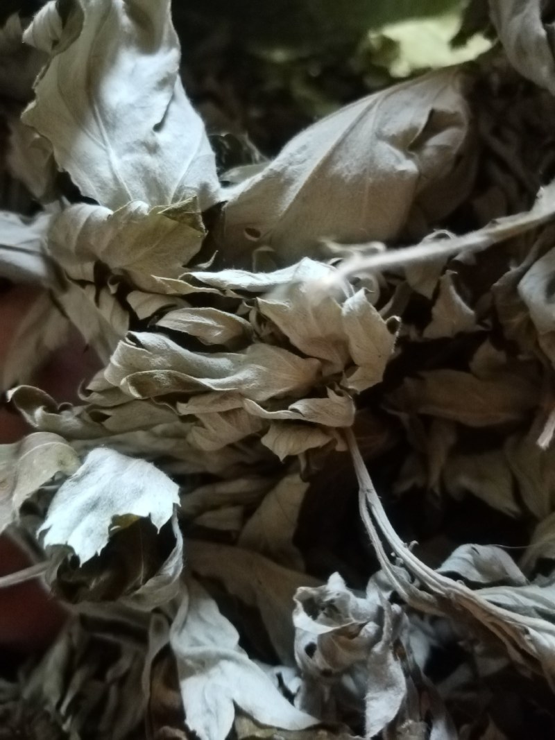 艾叶前期无枝干干度好无杂质疫情区域下单前请咨询物