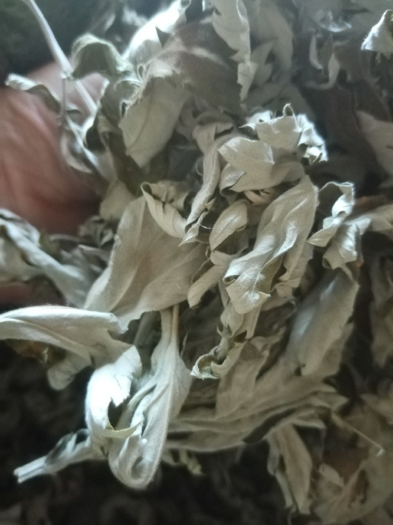 艾叶前期无枝干干度好无杂质疫情区域下单前请咨询物