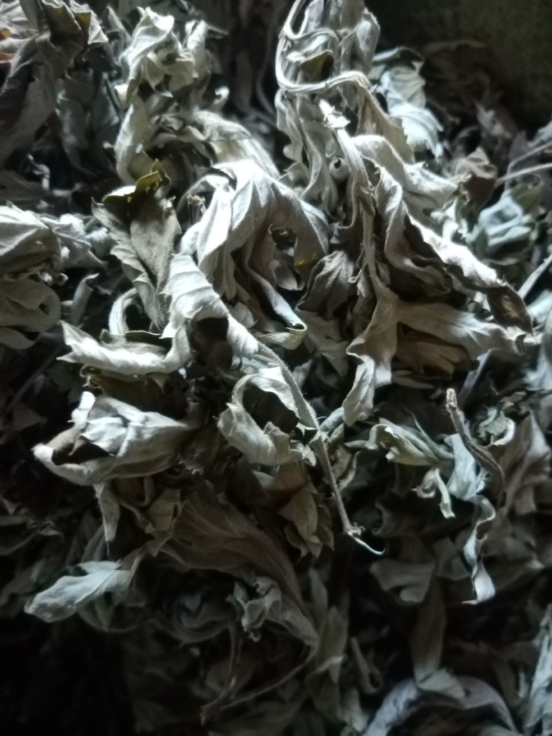 艾叶前期无枝干干度好无杂质疫情区域下单前请咨询物
