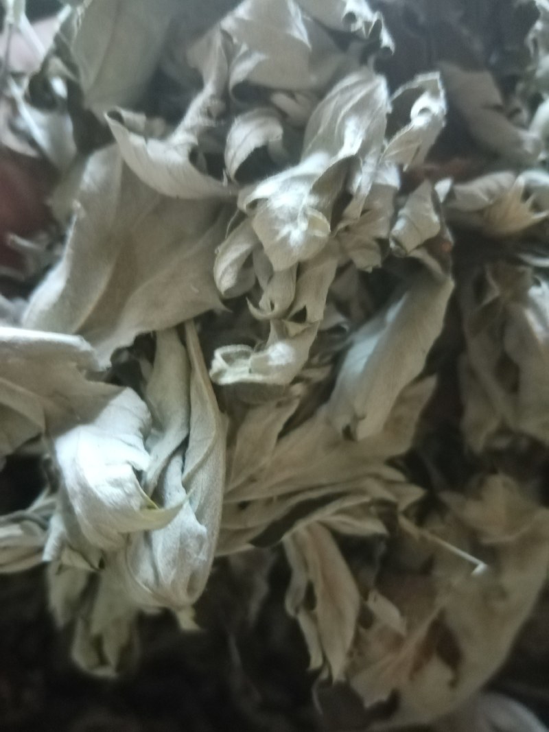 艾叶前期无枝干干度好无杂质疫情区域下单前请咨询物