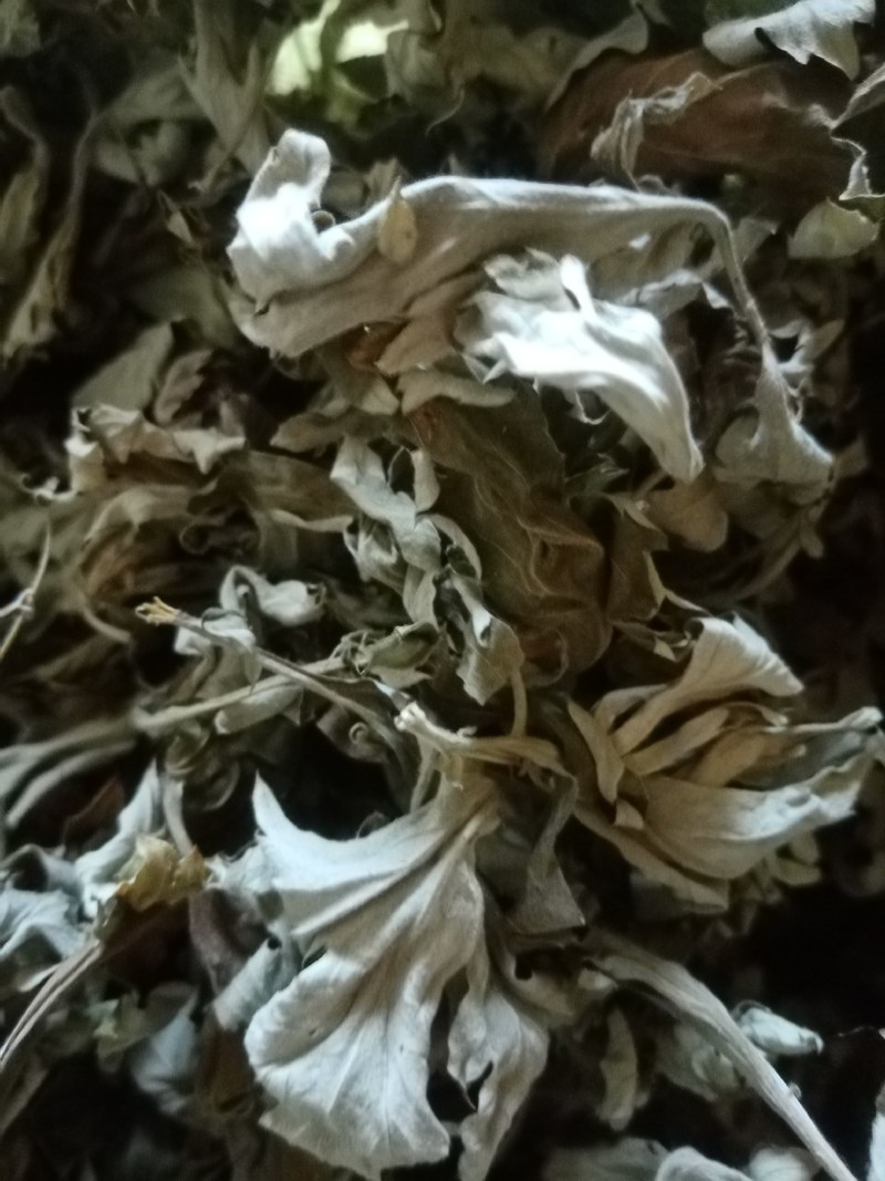 艾叶前期无枝干干度好无杂质疫情区域下单前请咨询物
