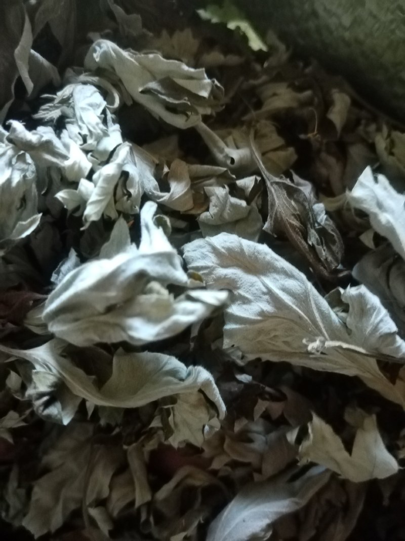 艾叶前期无枝干干度好无杂质疫情区域下单前请咨询物