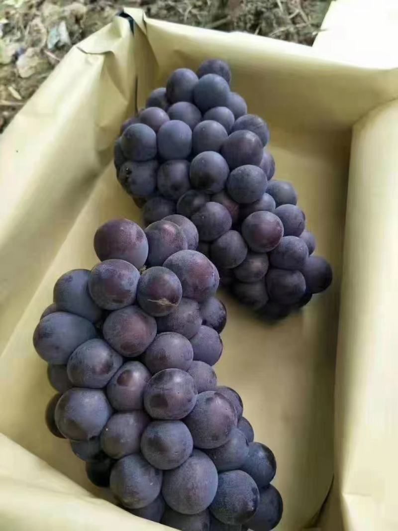 葡萄包装规格尺寸齐全河北厂家直发量大从优欢迎老板电话联系