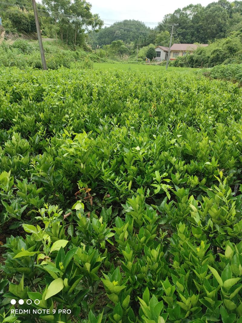 各种果苗