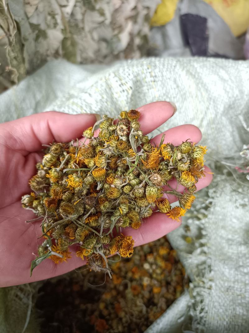 旋复花野生一一一零售批发一手货源产地直发