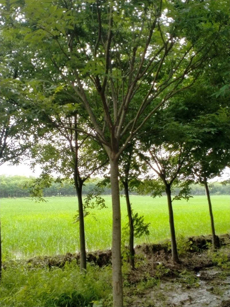 榉树