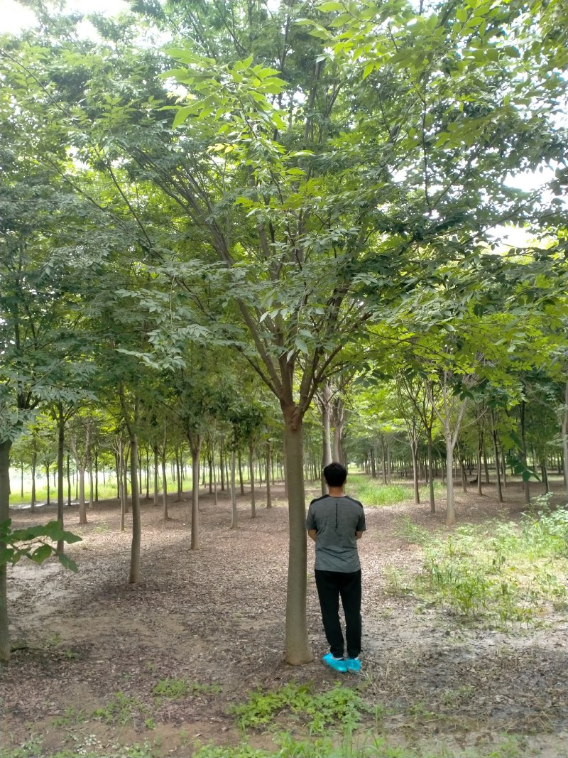 榉树
