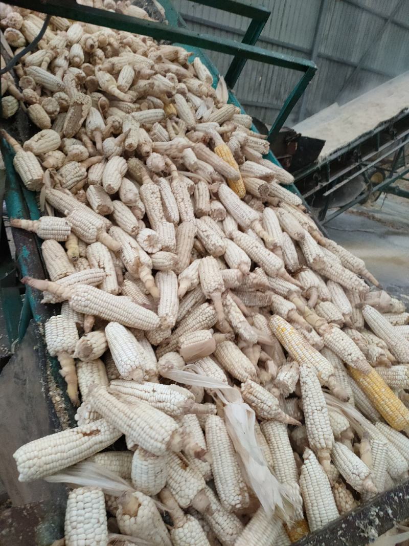 销售牛羊猪鹅生玉米饲料，产品口味香甜适口性好，可以长期储