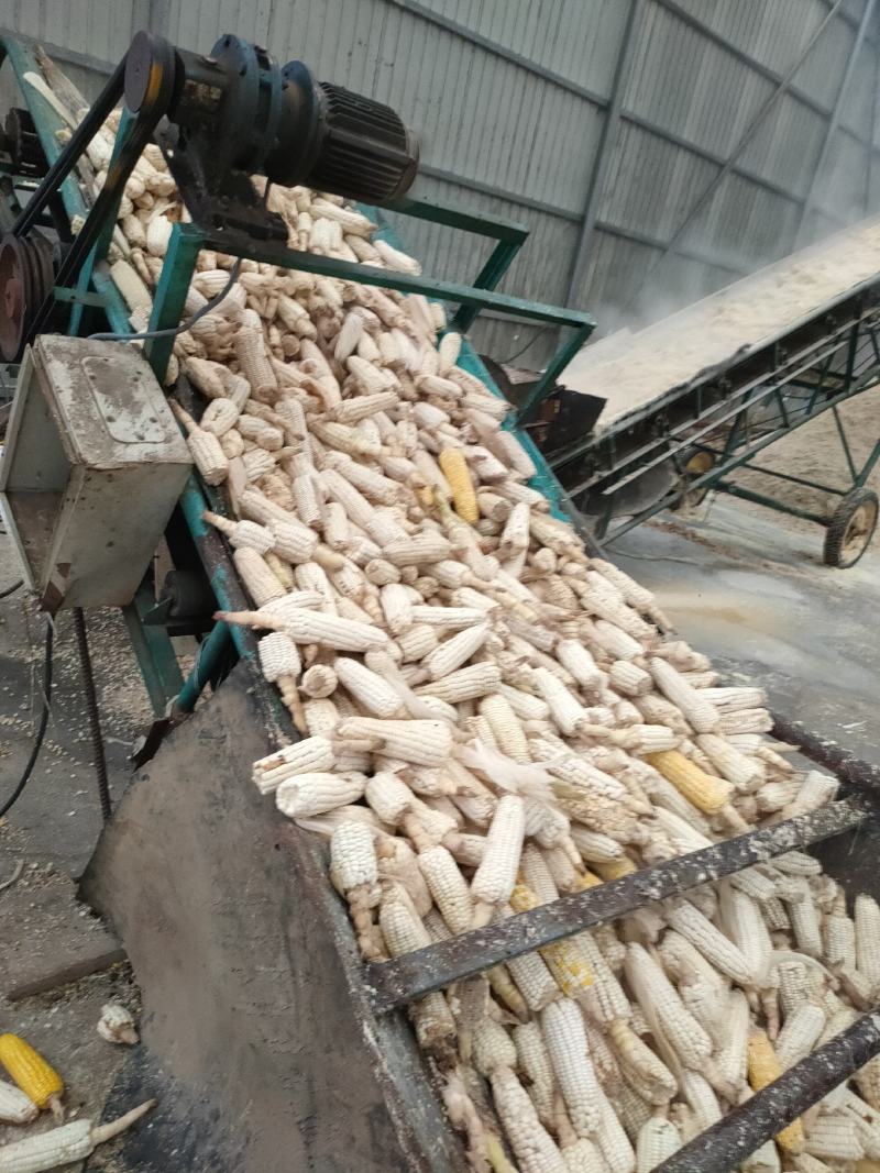 销售牛羊猪鹅生玉米饲料，产品口味香甜适口性好，可以长期储
