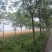 南栾，黄山栾树15公分16公分18公分20公分