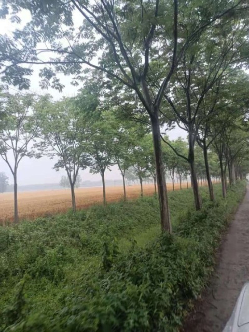 南栾，黄山栾树15公分16公分18公分20公分