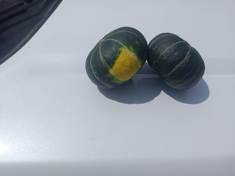 精品贝贝，干洗各种精品小贝贝量大可长期供货对接全国客商