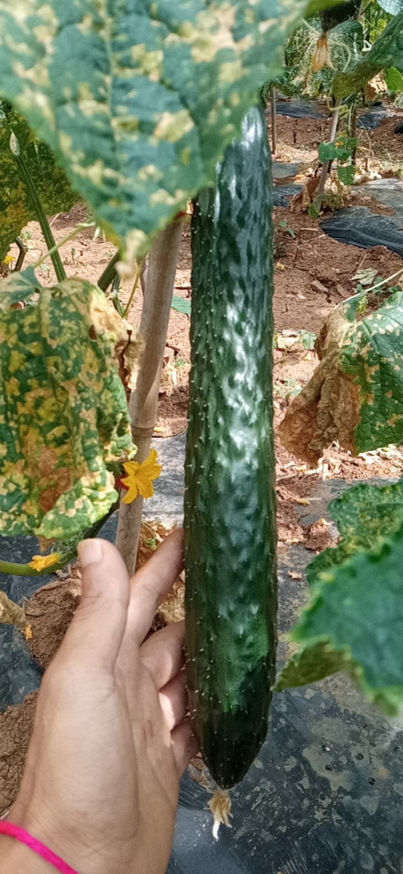 刺黄瓜