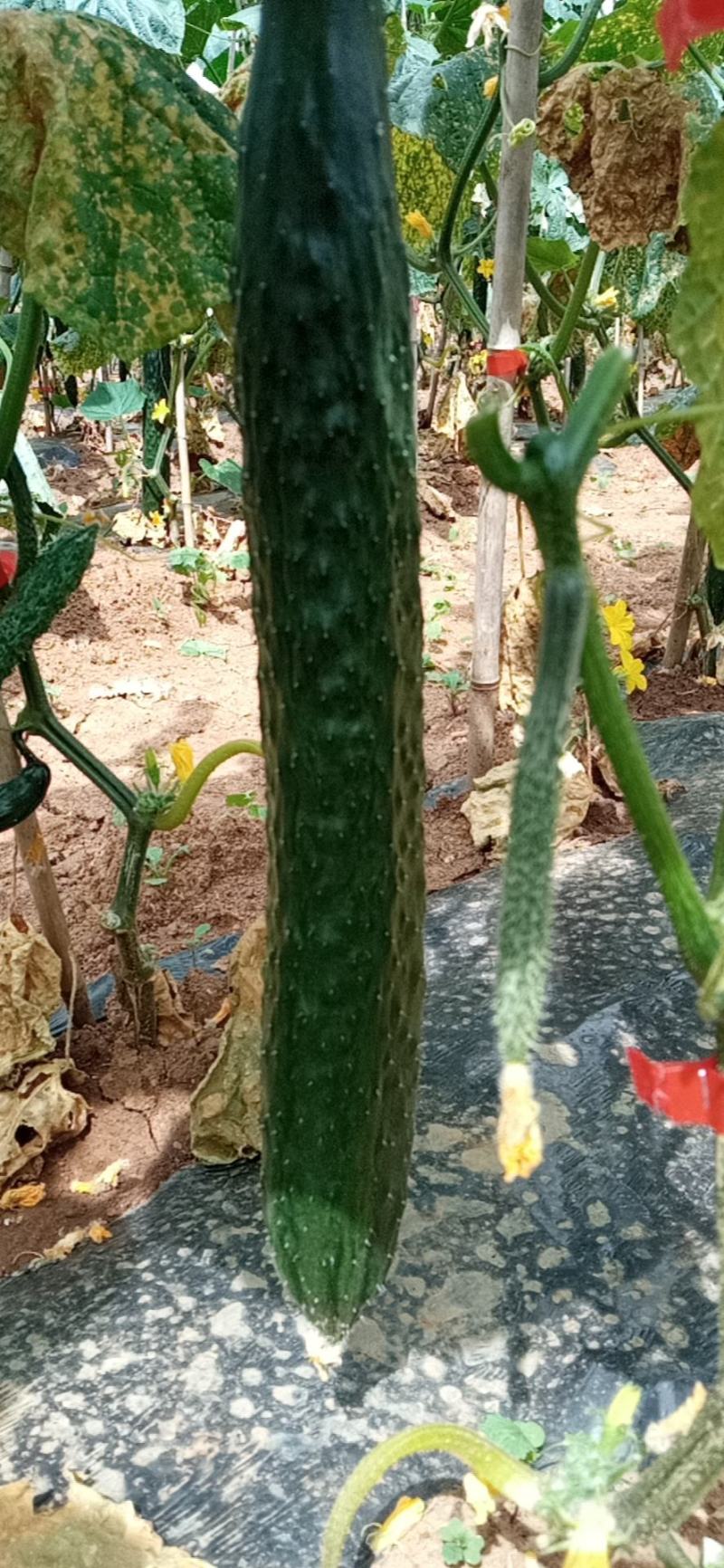 刺黄瓜