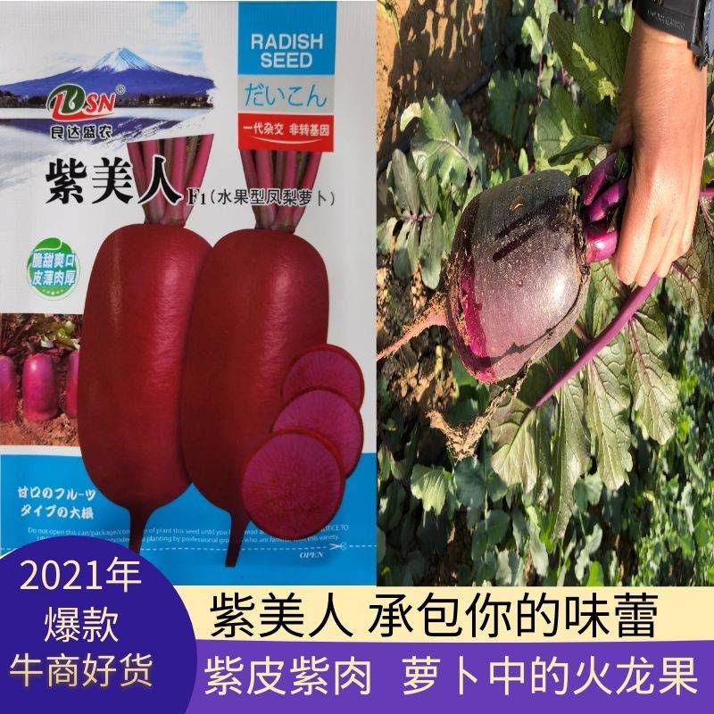 水果型凤梨萝卜种子日本引进杂交一代根茎叶均可食紫皮紫肉