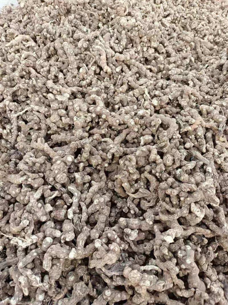 苍术，黑龙江省牡丹江野生白茬苍术光货，质量保证一手货源价