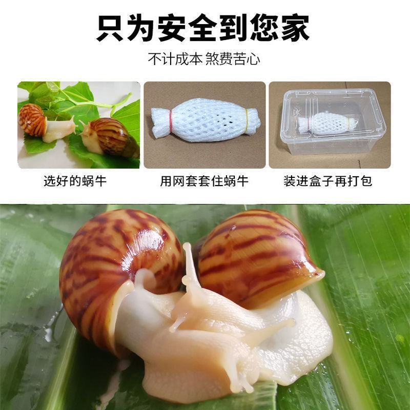 白玉蜗牛种蜗牛产蛋量多，包技术，可食用大量供货