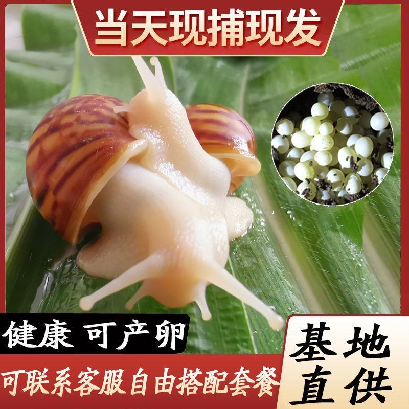 白玉蜗牛种蜗牛产蛋量多，包技术，可食用大量供货