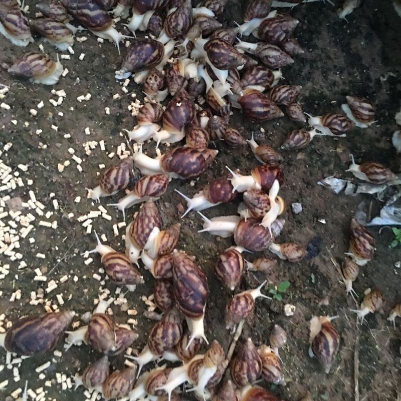白玉蜗牛种蜗牛产蛋量多，包技术，可食用大量供货