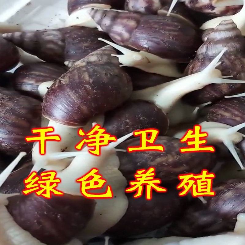 白玉蜗牛种蜗牛产蛋量多，包技术，可食用大量供货