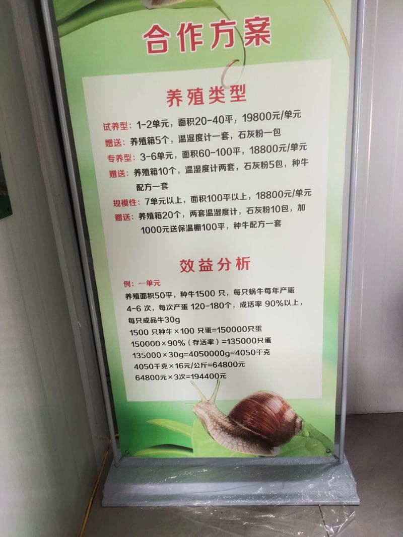 白玉蜗牛种蜗牛产蛋量多，包技术，可食用大量供货