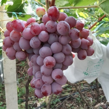 红提葡萄