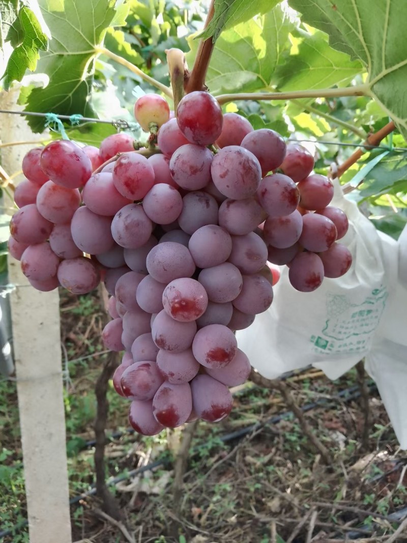 红提葡萄