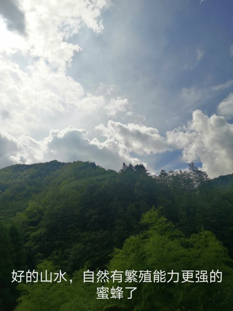 百花蜜农家特产蜂蜜，产地；贵州/省毕节市，大方县