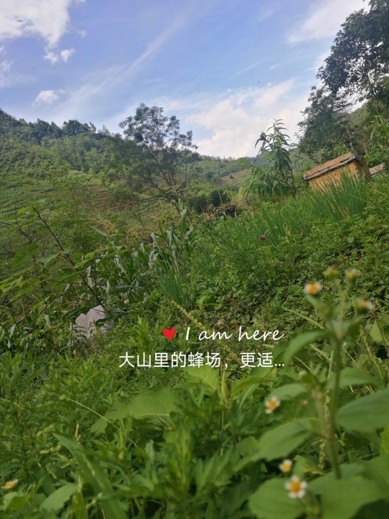百花蜜农家特产蜂蜜，产地；贵州/省毕节市，大方县