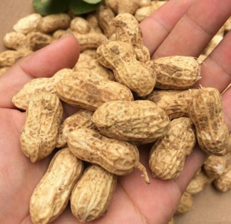 优质带壳花生，大量供应规格品种齐全大量现货大量批发