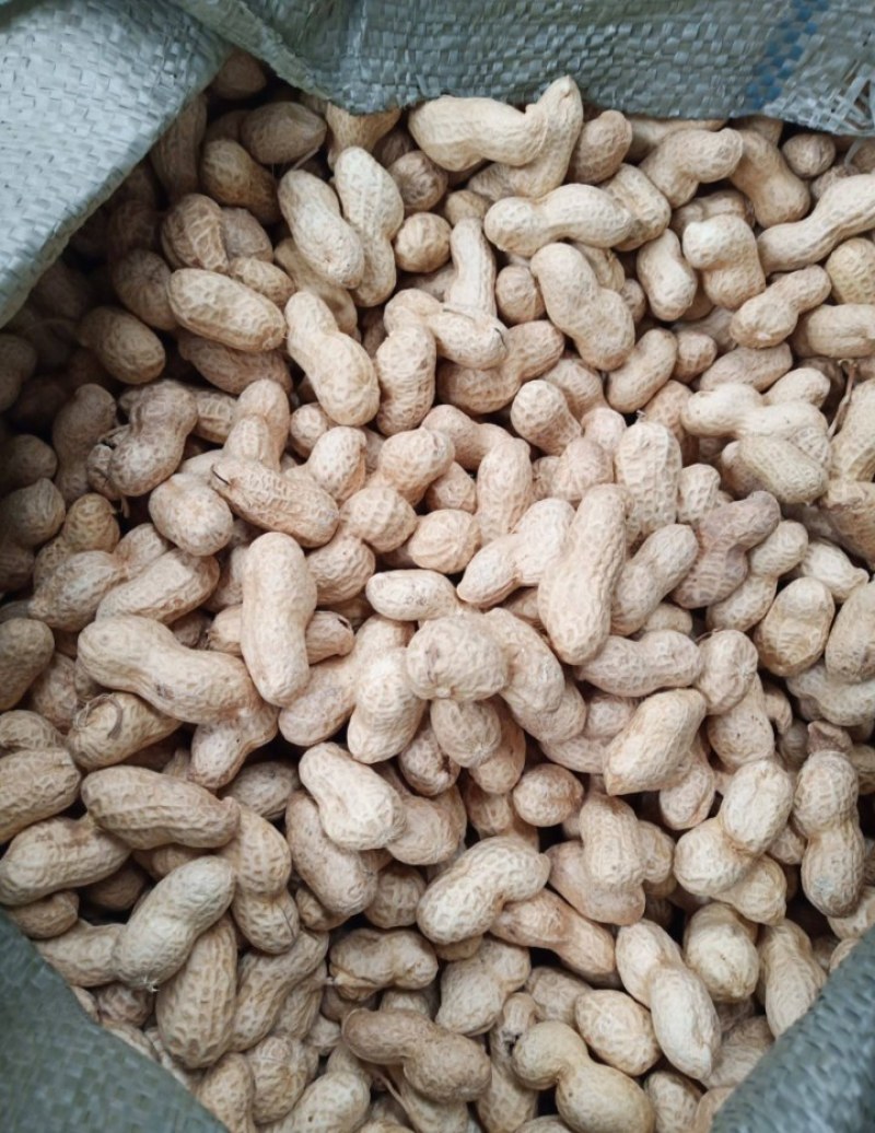 优质带壳花生，大量供应规格品种齐全大量现货大量批发