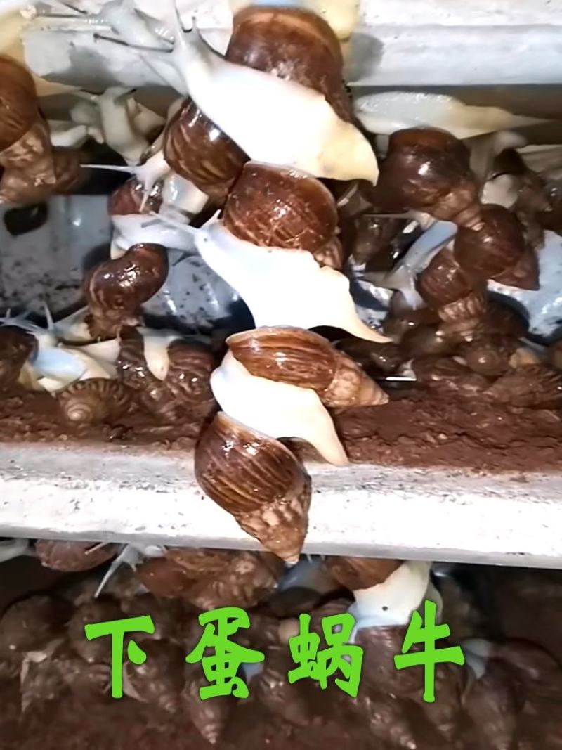 活体白玉蜗牛产卵下蛋孵化养殖教学试养实验，包回收小蜗牛