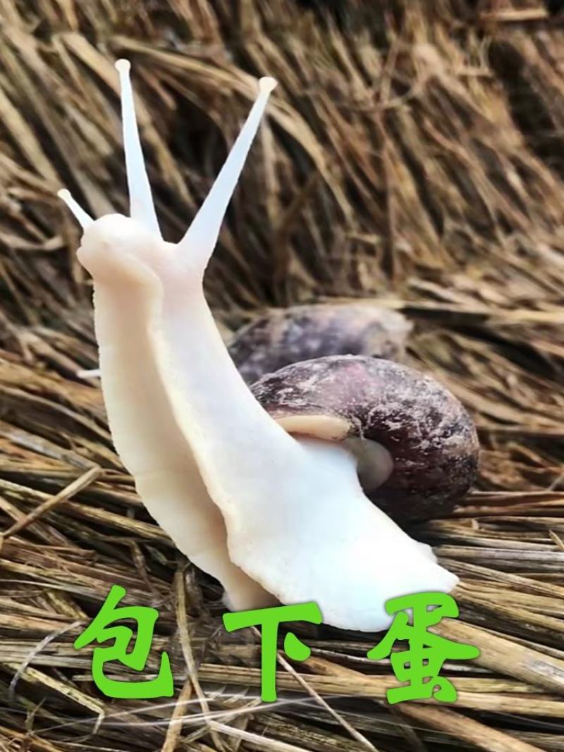 活体白玉蜗牛产卵下蛋孵化养殖教学试养实验，包回收小蜗牛