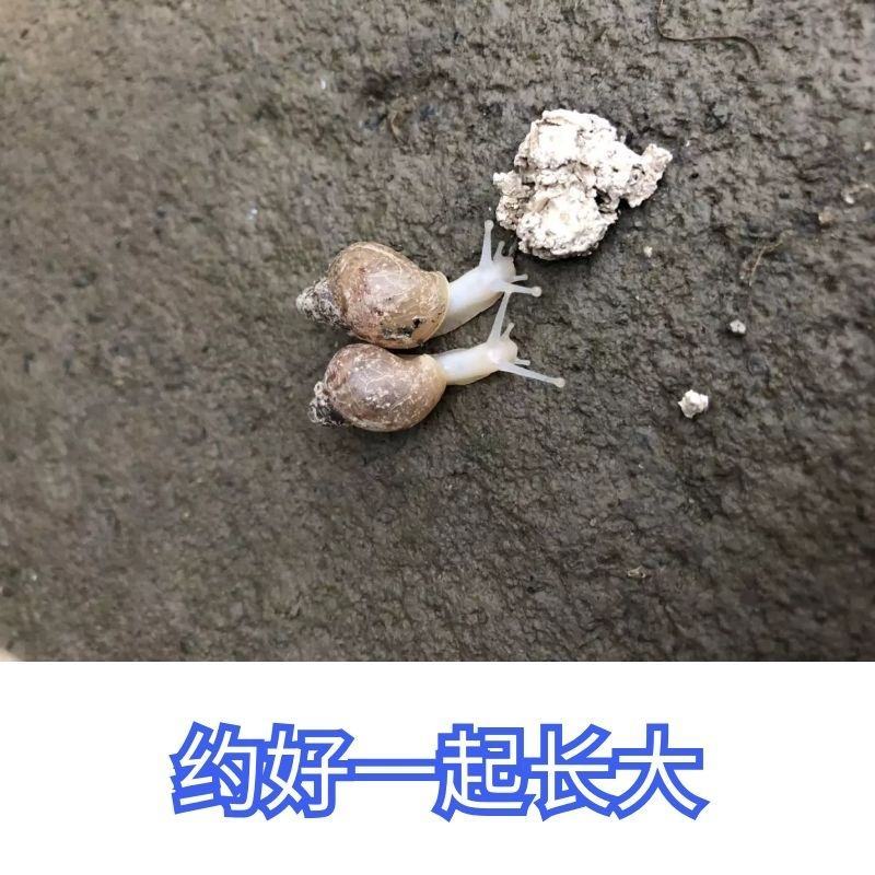 活体白玉蜗牛产卵下蛋孵化养殖教学试养实验，包回收小蜗牛