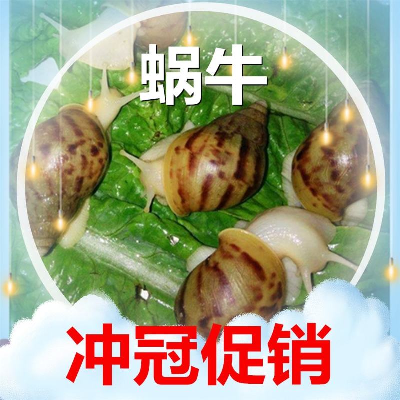 活体白玉蜗牛产卵下蛋孵化养殖教学试养实验，包回收小蜗牛