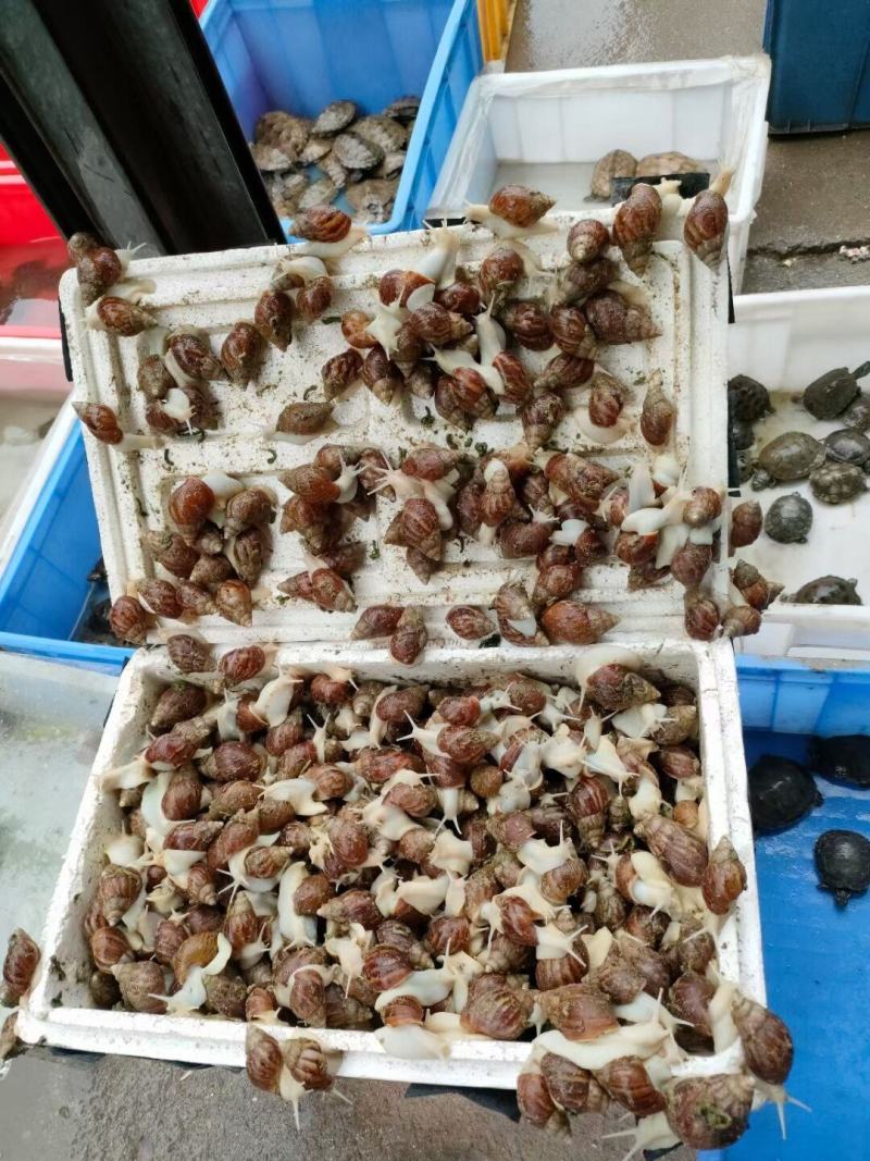 活体白玉蜗牛产卵下蛋孵化养殖教学试养实验，包回收小蜗牛